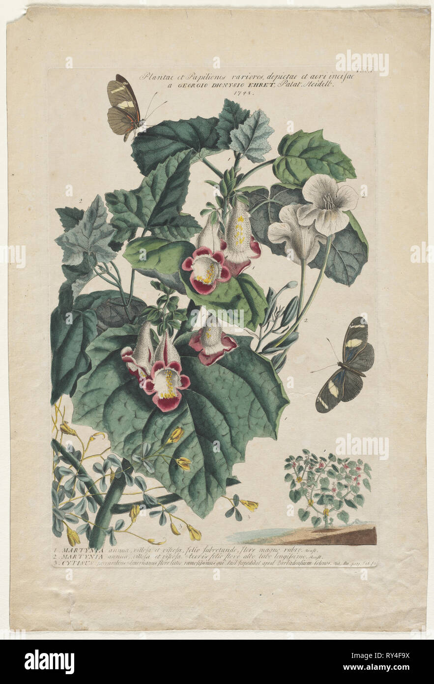 Plantae et Papiliones rariores:  Martynia, 1748. Georg Dionysius Ehret (German, 1708-1770). Engraving, hand-colored Stock Photo