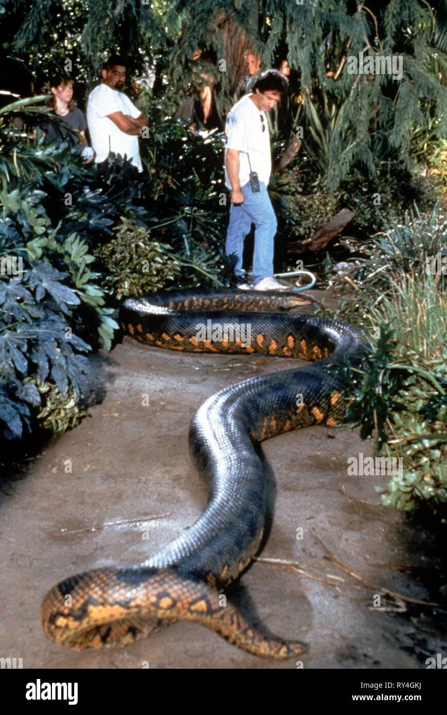 Anaconda Snake Anaconda 1997 Stock Photo Alamy