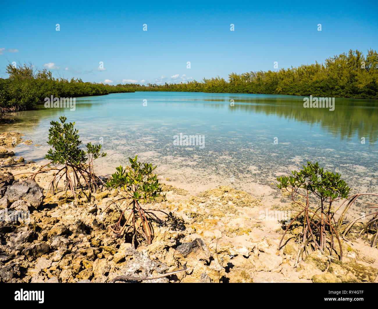 Mangroves nr Rock Sound, Eleuthera, The Bahamas, The Caribbean Stock