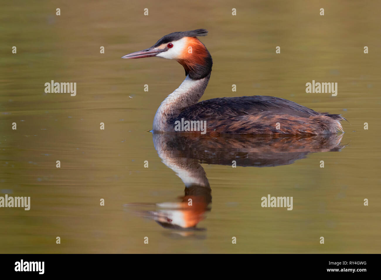 Great Crested Grebe (Podiceps cristatus), side view of an adult swimming in the water Stock Photo