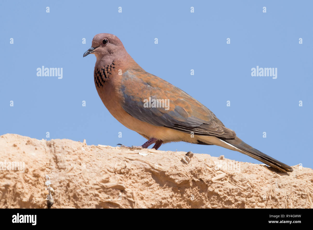 Laughing Dove (Spilopelia senegalensis phoenicophila), side view of an adult standing on a wall Stock Photo