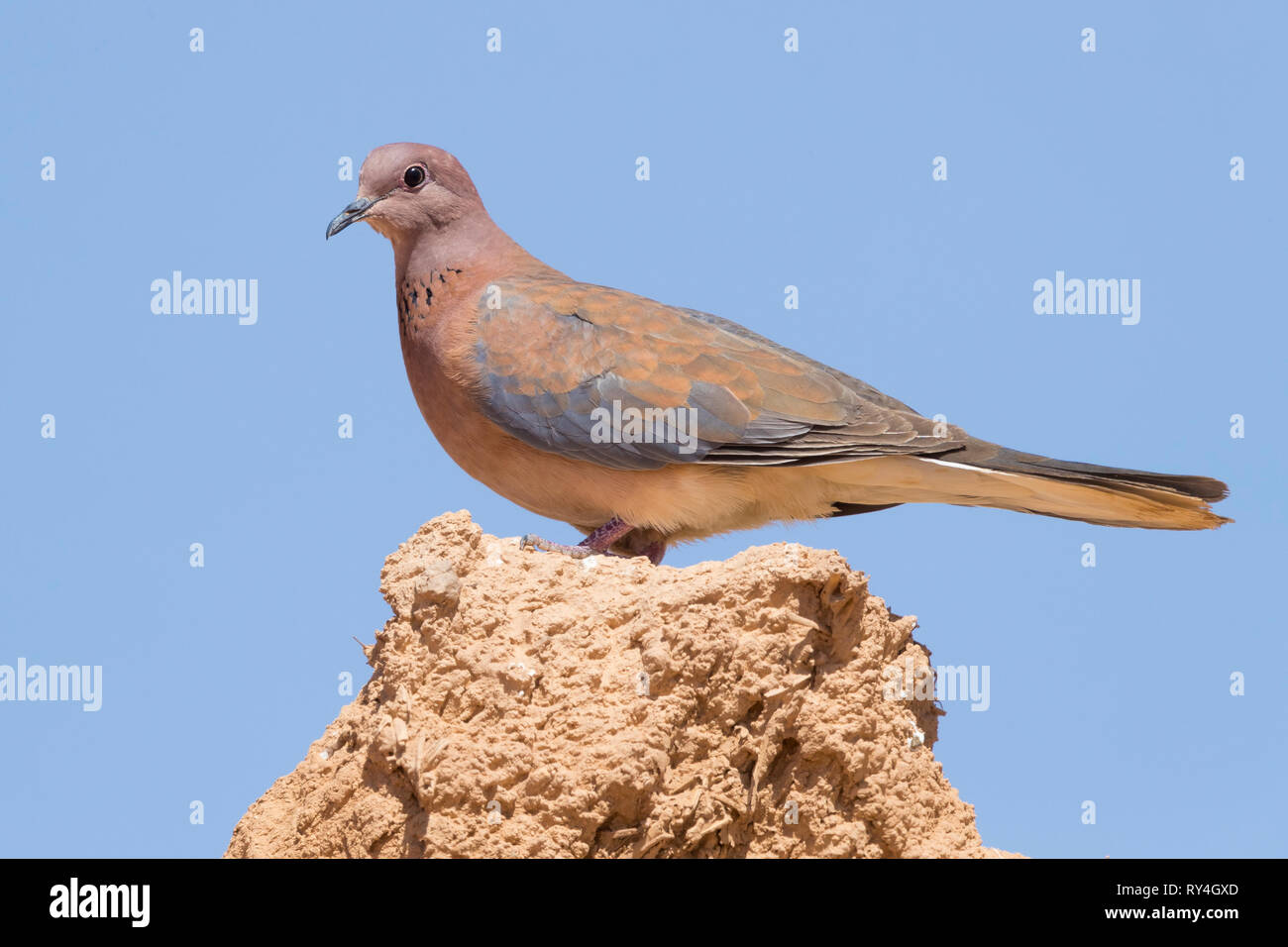 Laughing Dove (Spilopelia senegalensis phoenicophila), side view of an adult standing on a wall Stock Photo