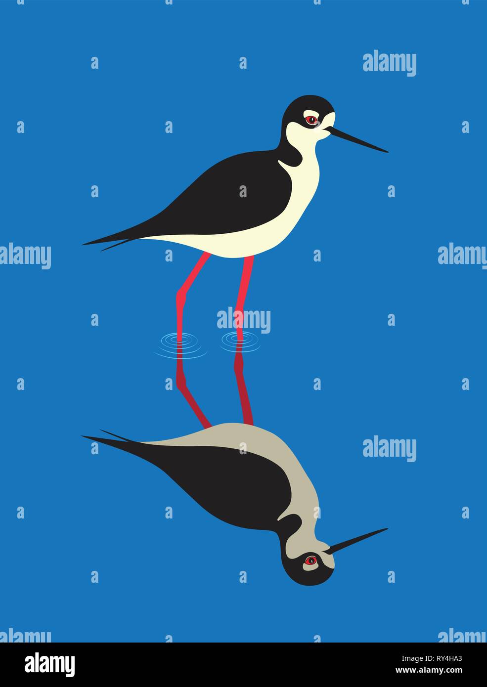 Black-necked Stilt bird (Himantopus mexicanus) Stock Vector