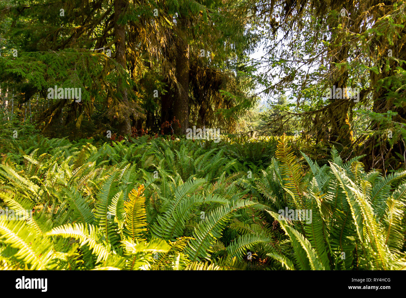 Lush ferns under rainforest hi-res stock photography and images - Alamy