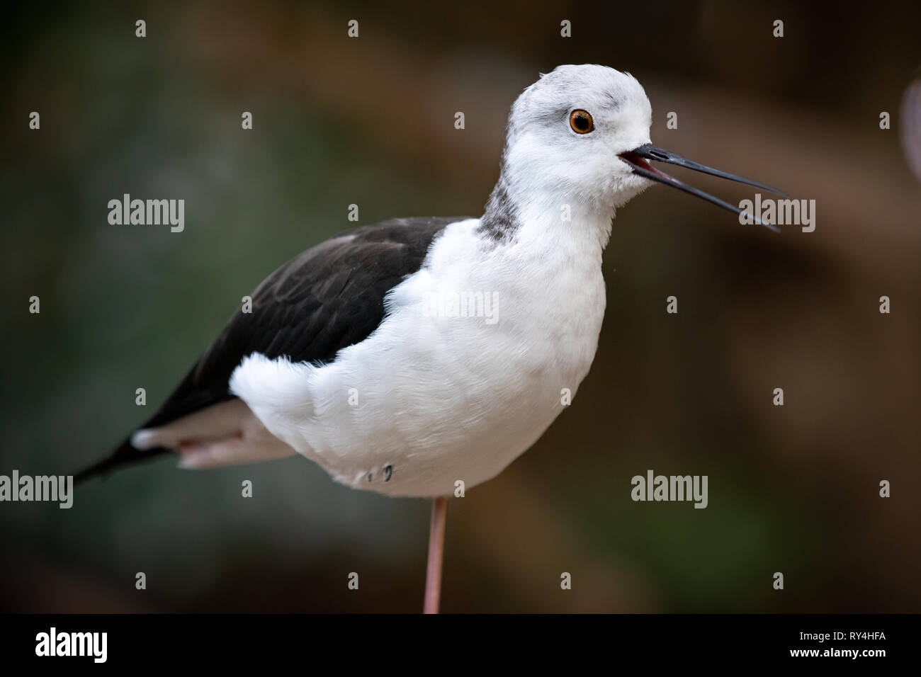 stilt bird close up Stock Photo