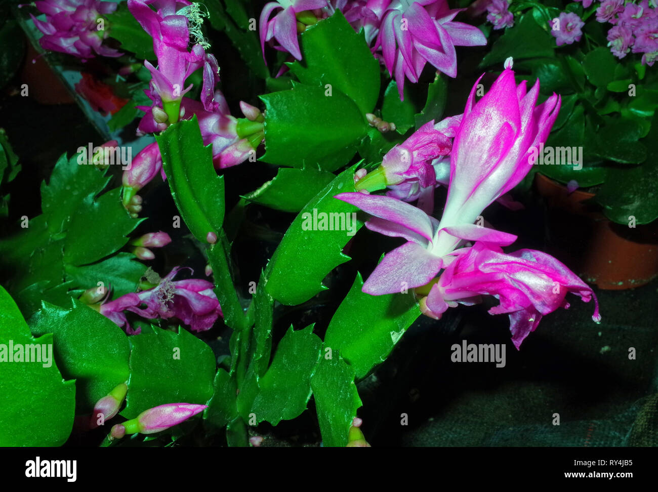 Epiphyllum flowering close-up Stock Photo