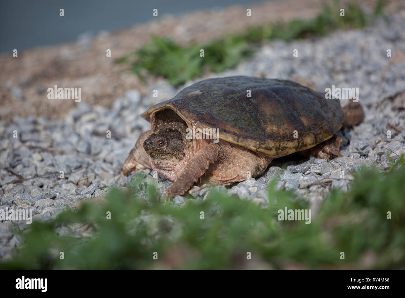 Nature Reptiles Shelled Wildlife Snapping Turtle Still Rocky Pebbles Stock Photo