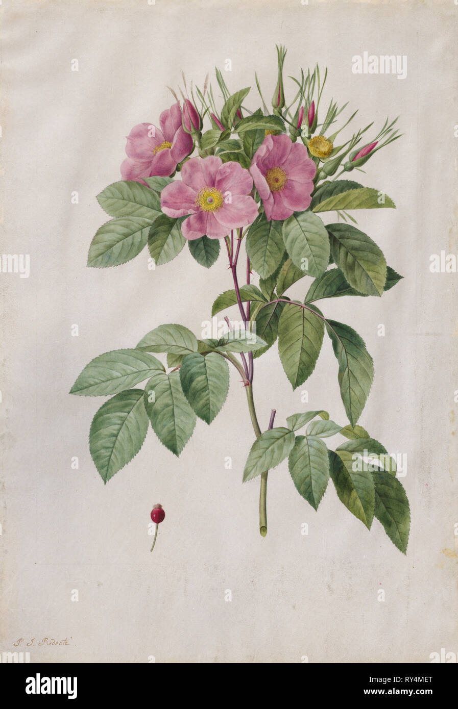 Pasture Rose (Rosa Carolina Corymbosa), 1817-1824. Henry Joseph Redouté (French, 1766-1853). Watercolor Stock Photo