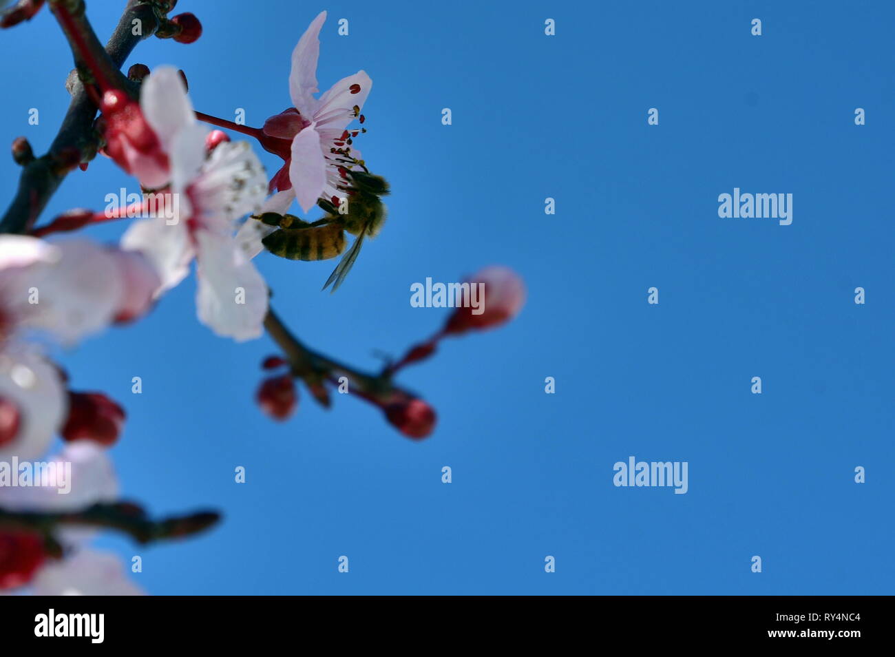 A bee flying over an almond flower Bee on flowering almond tree Stock Photo