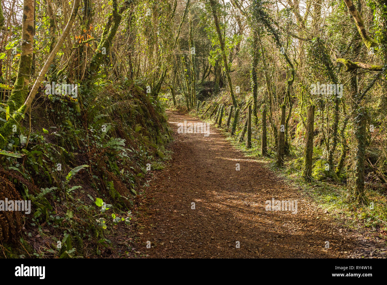 An English country lane, weaves through lush green foliage, Devon, England Stock Photo