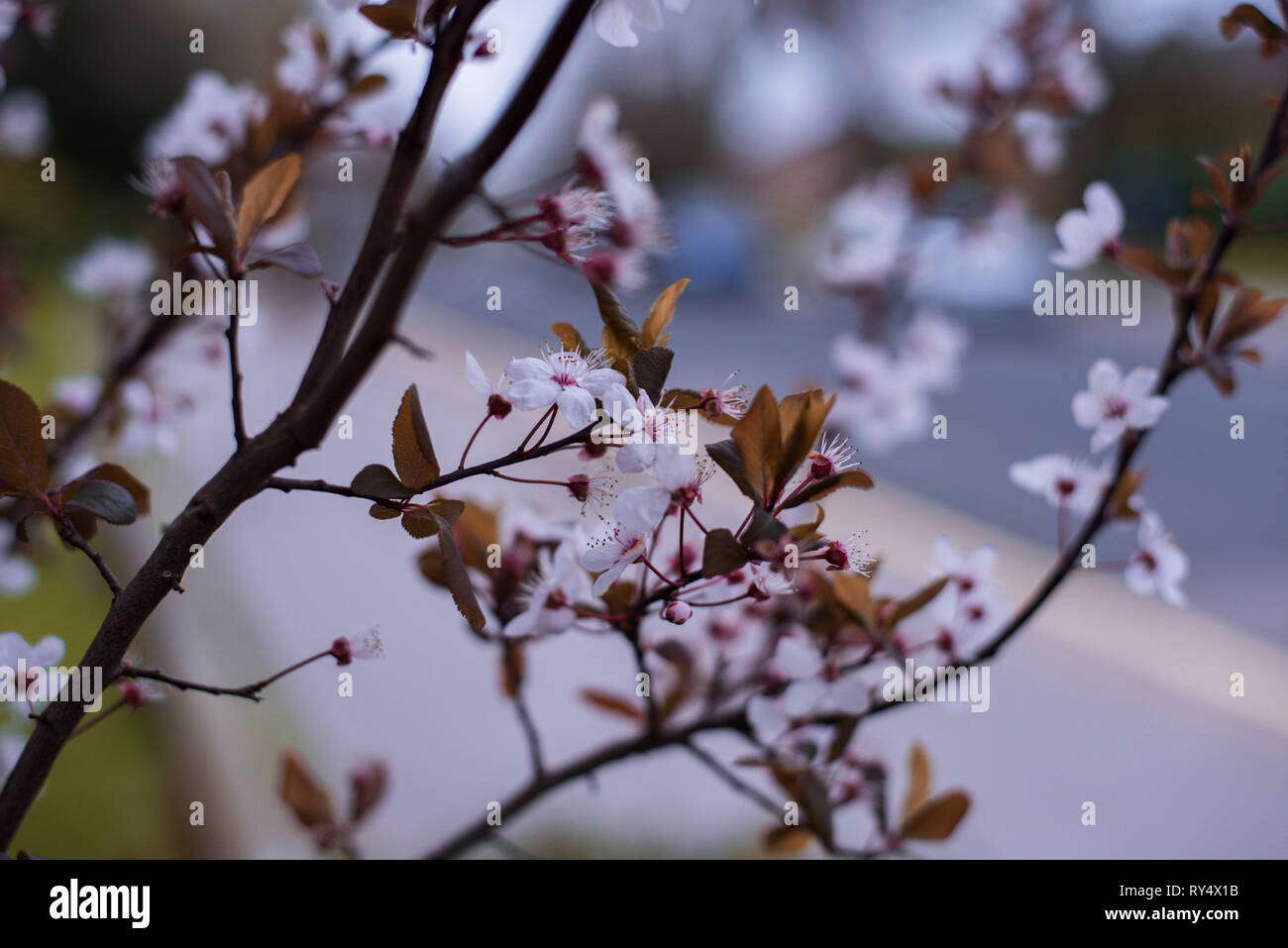 Cherry trees in belgravia hires stock photography and images Alamy
