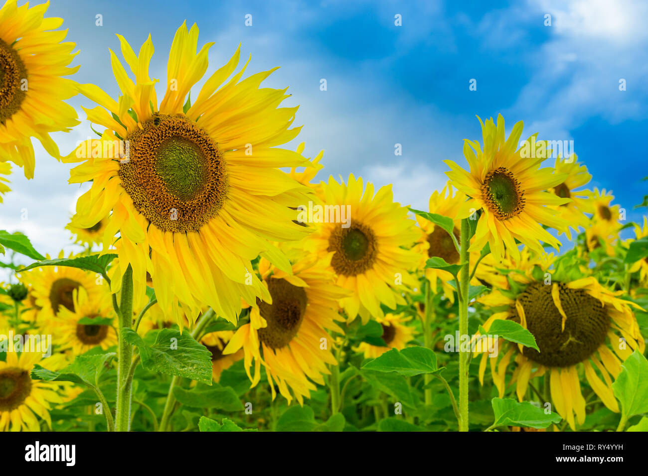 Sunflowers, large sunflower heads in full bloom at the height of summer with blue sky background. Facing right. Landscape. Stock Photo