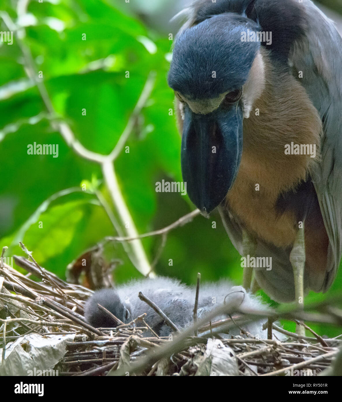 baby-heron-hi-res-stock-photography-and-images-alamy