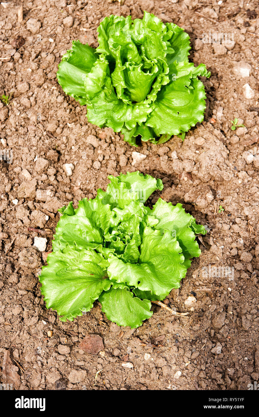 Zwei Kopfsalat Koepfe stecken in der Erde und wachsen. Blick von oben. Stock Photo