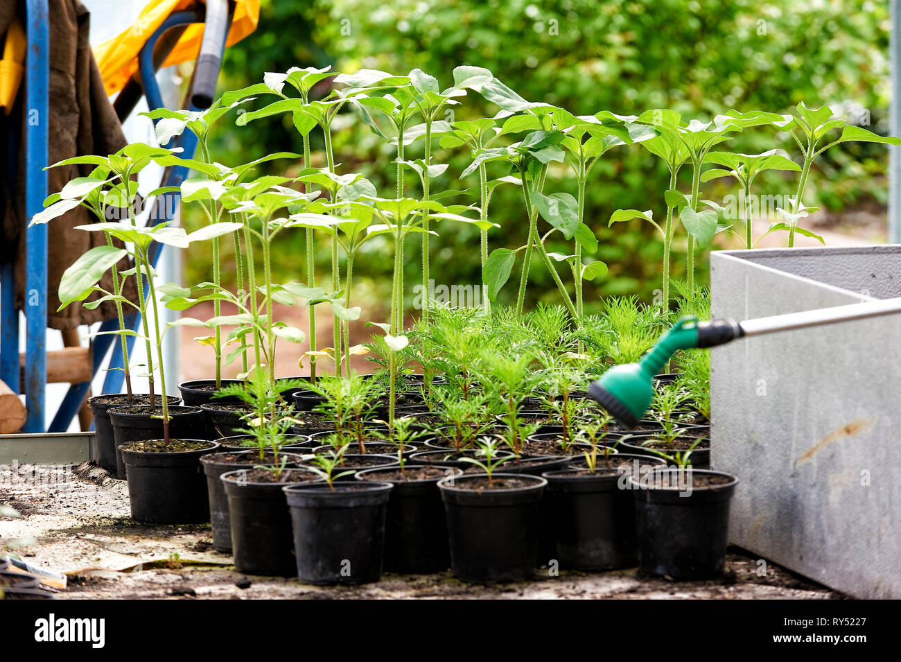 Jungpflanzen stehen in einem Gewaechshaus, bereit fuer die Auspflanzung ins Freie Stock Photo