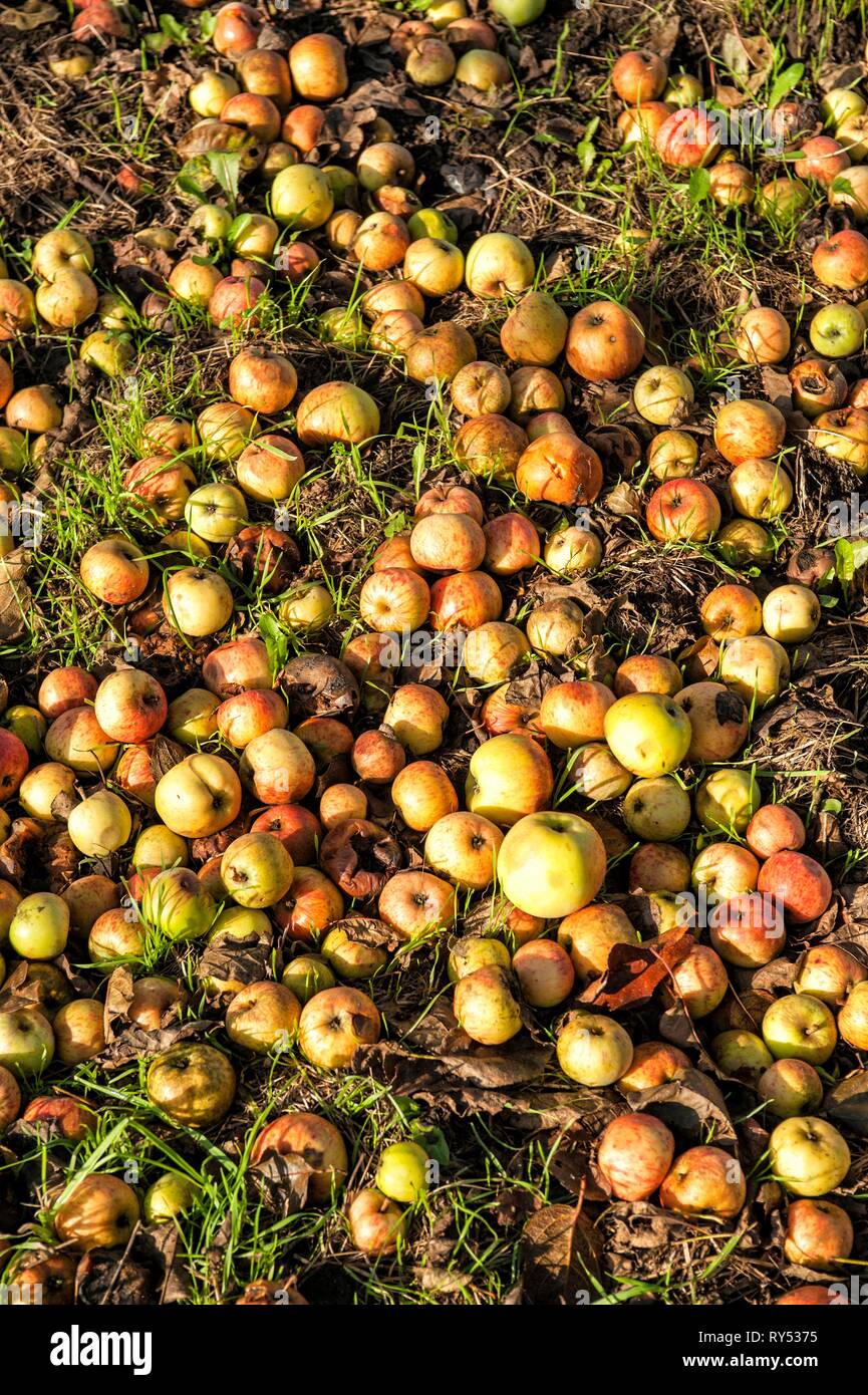 Fallobst Aepfel liegen auf einer Wiese in verschiedenen Verfallsstadien. Stock Photo