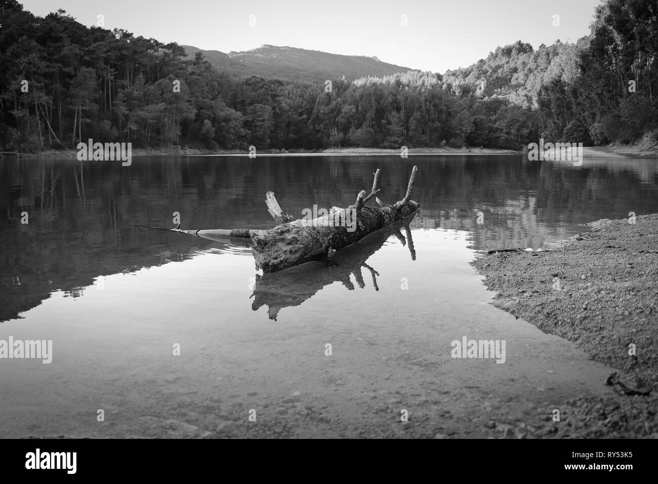 Old tree trunk fallen in a lake surrounded by trees on a mountain. Stock Photo