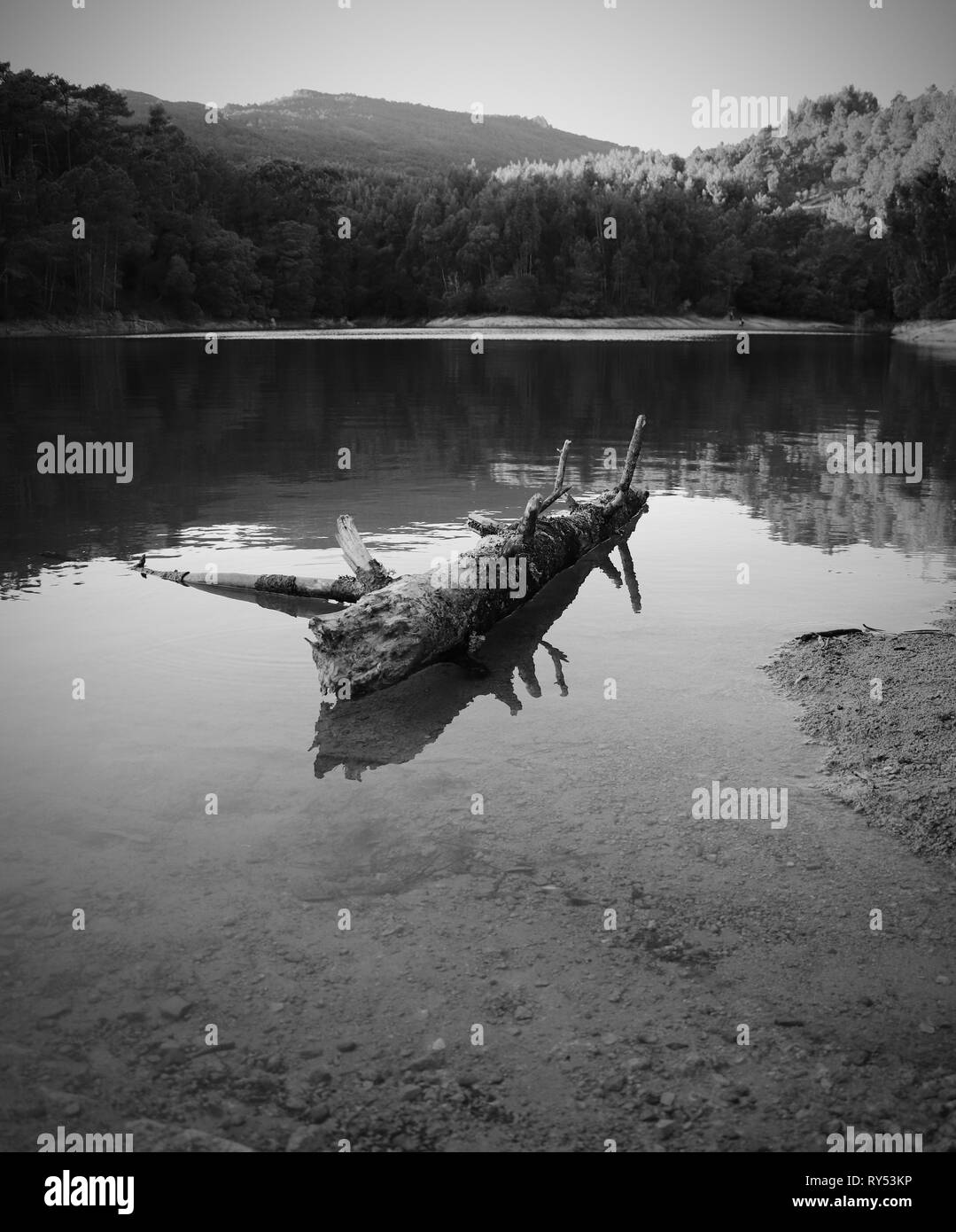 Old tree trunk fallen in a lake surrounded by trees on a mountain. Stock Photo