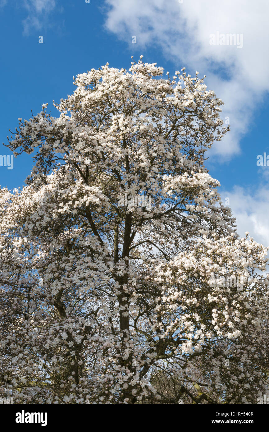 Magnolia tree in blossom (magnolia x loebneria 'Merrill') with white flowers in March Stock Photo