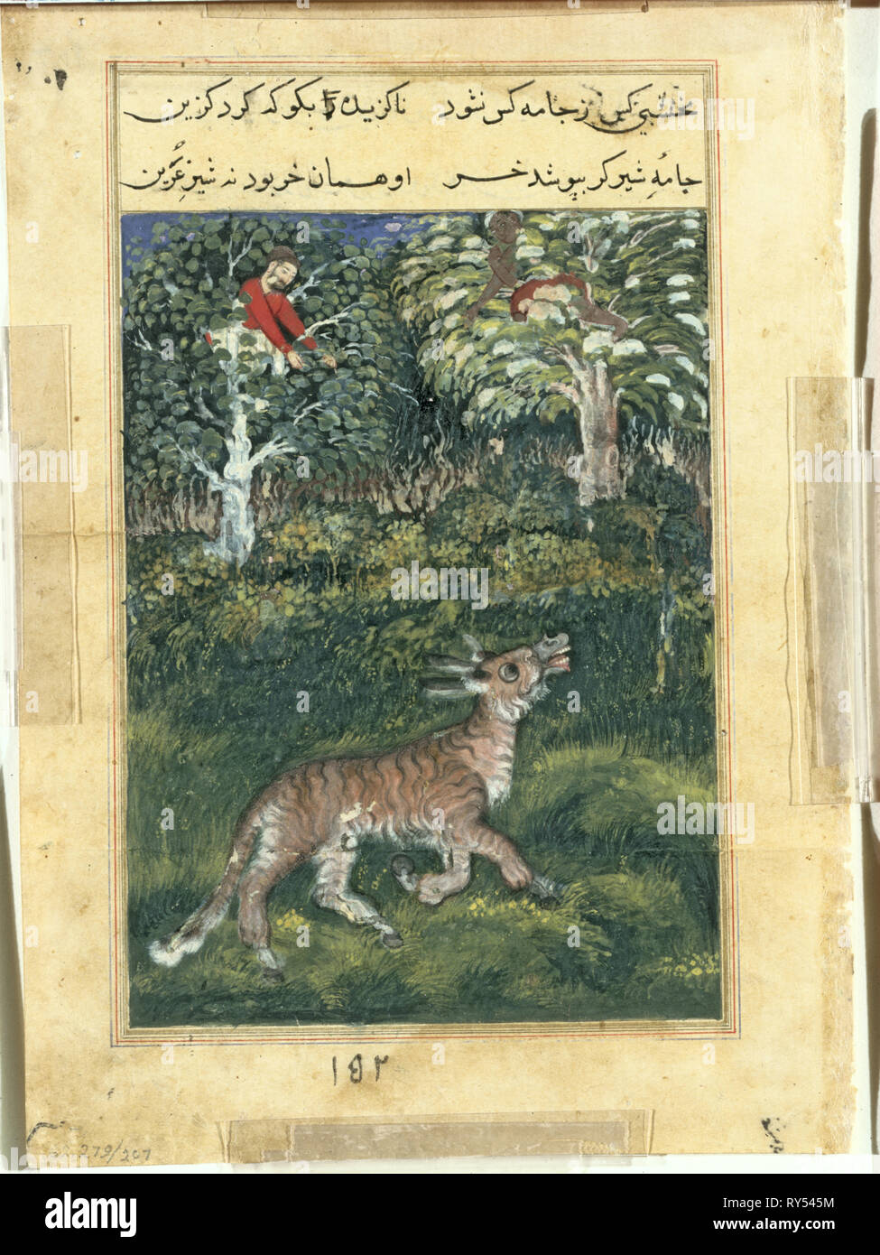 Page from Tales of a Parrot (Tuti-nama): Thirty-first night: The donkey, in a tiger’s skin, reveals his identity by braying aloud, 1558-1560. Attributed to Basavana (Indian, active c. 1560–1600). Opaque watercolor, ink, and gold on paper Stock Photo