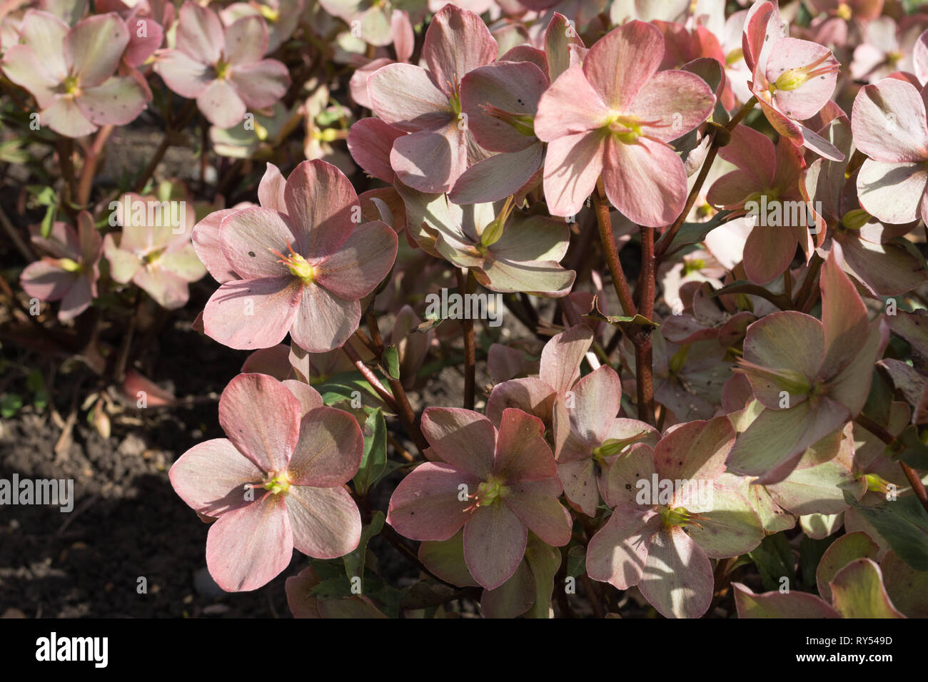Helleborus Camelot (Lenten rose) flowers in March, early spring flowering plant in an English garden, UK Stock Photo
