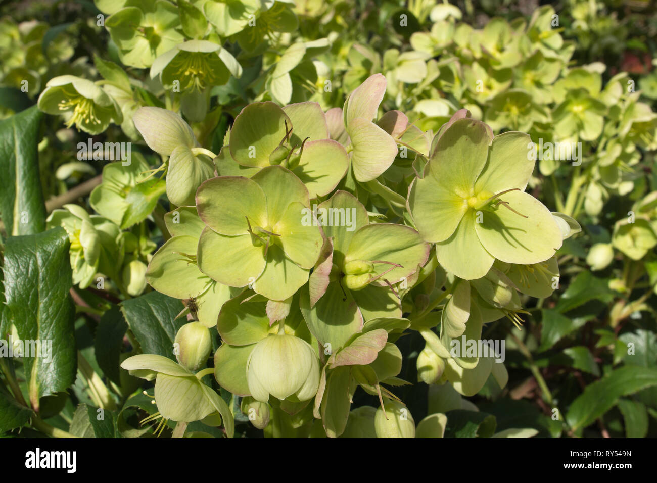 Helleborus argutifolius, the holly-leaved hellebore, or Corsican hellebore, syn. H. corsicus, H. lividus subsp. corsicus in flower in March, UK Stock Photo