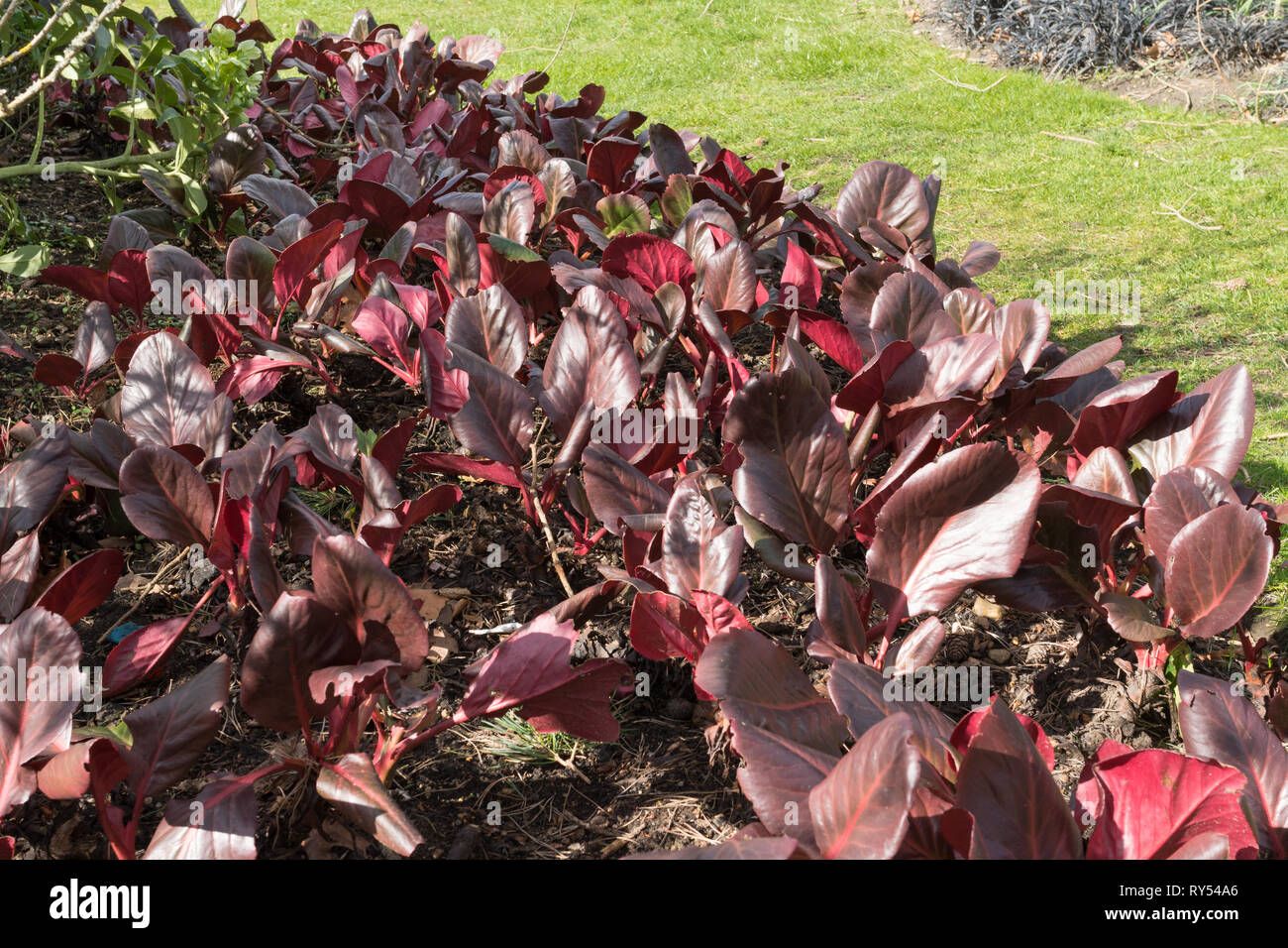 Bergenia purpurascens (pig squeak), a hardy evergreen rhizomatous perennial with leathery, rounded purple red leaves in March in an English garden, UK Stock Photo