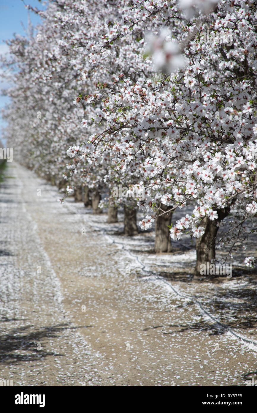 Almond Grove in California with blue sky and path Stock Photo