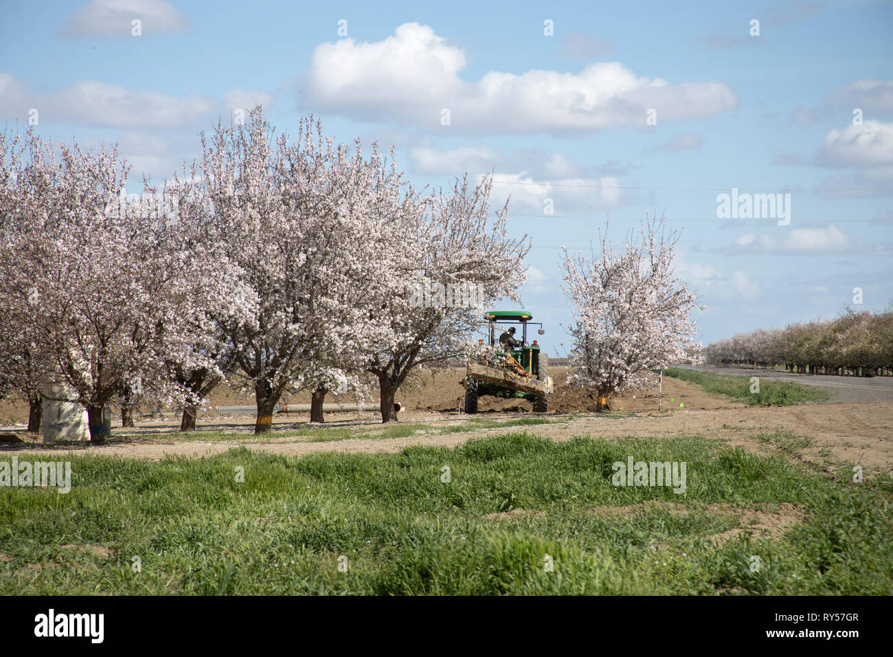 Almond Grove in California with blue sky and tractor Stock Photo