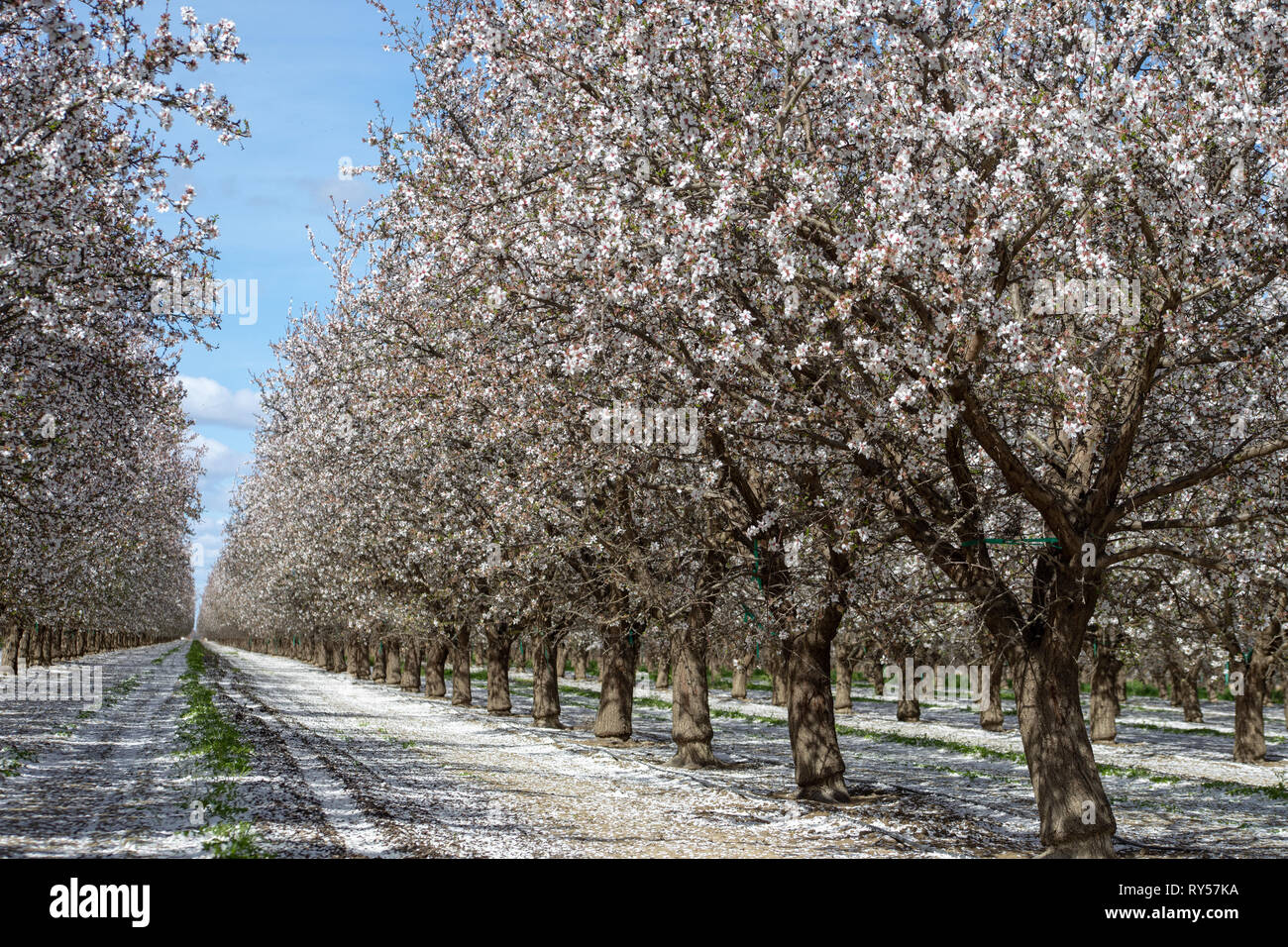 Almond Grove in California with blue sky Stock Photo