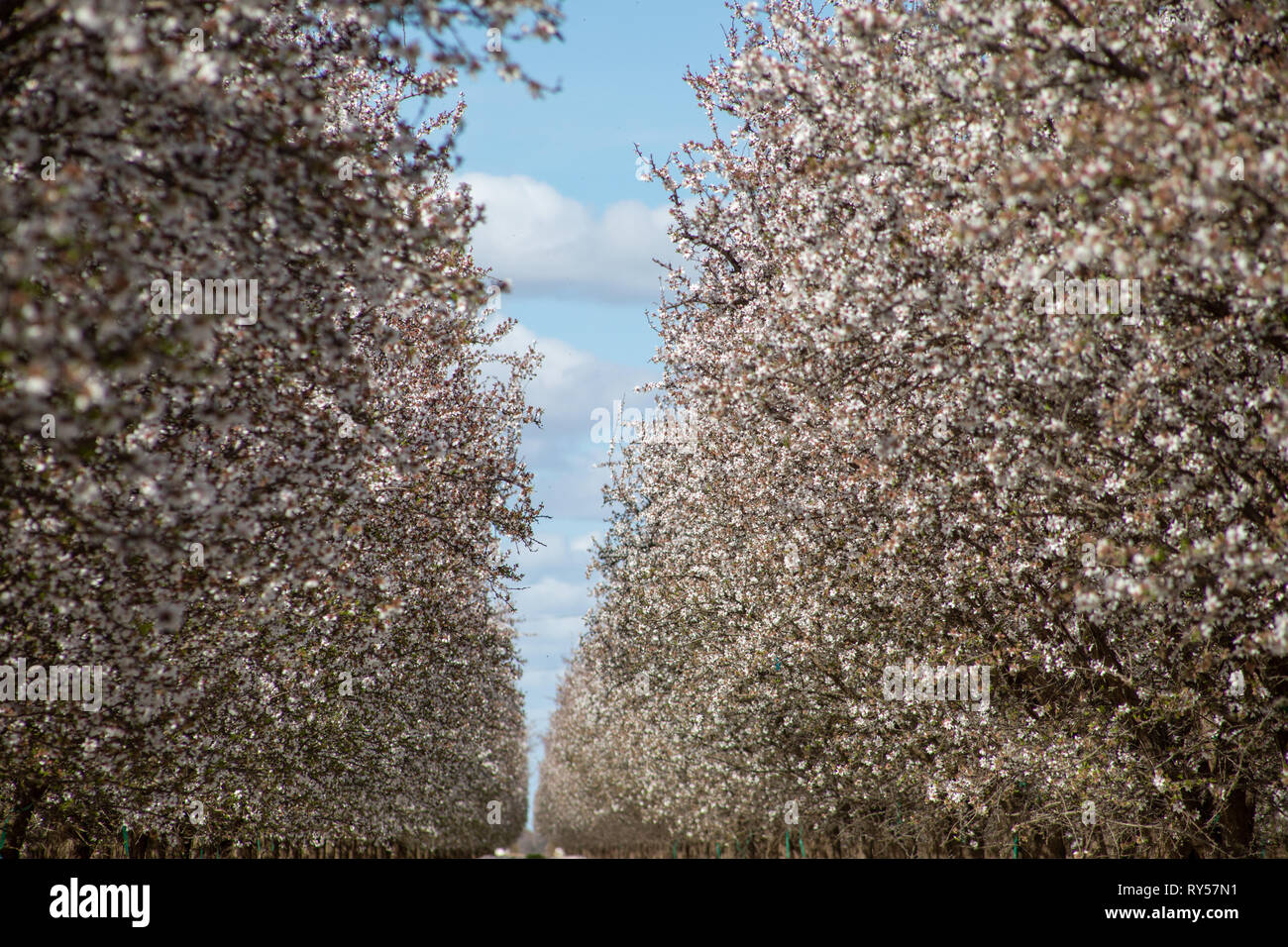 Almond Grove in California with blue sky Stock Photo