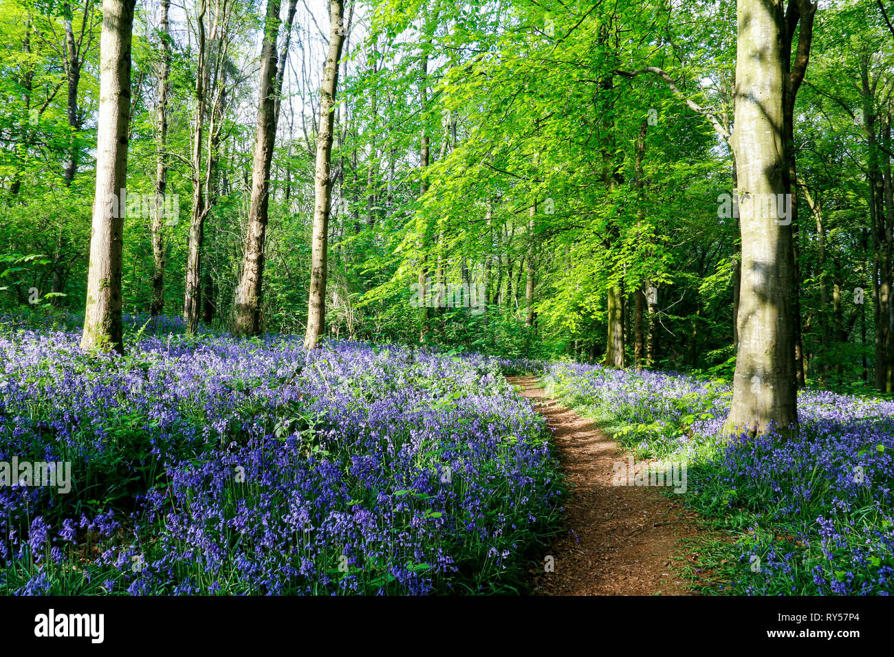 Path through bluebell wood at Portglenone, Northern Ireland with dappled sunlight shining through trees Stock Photo