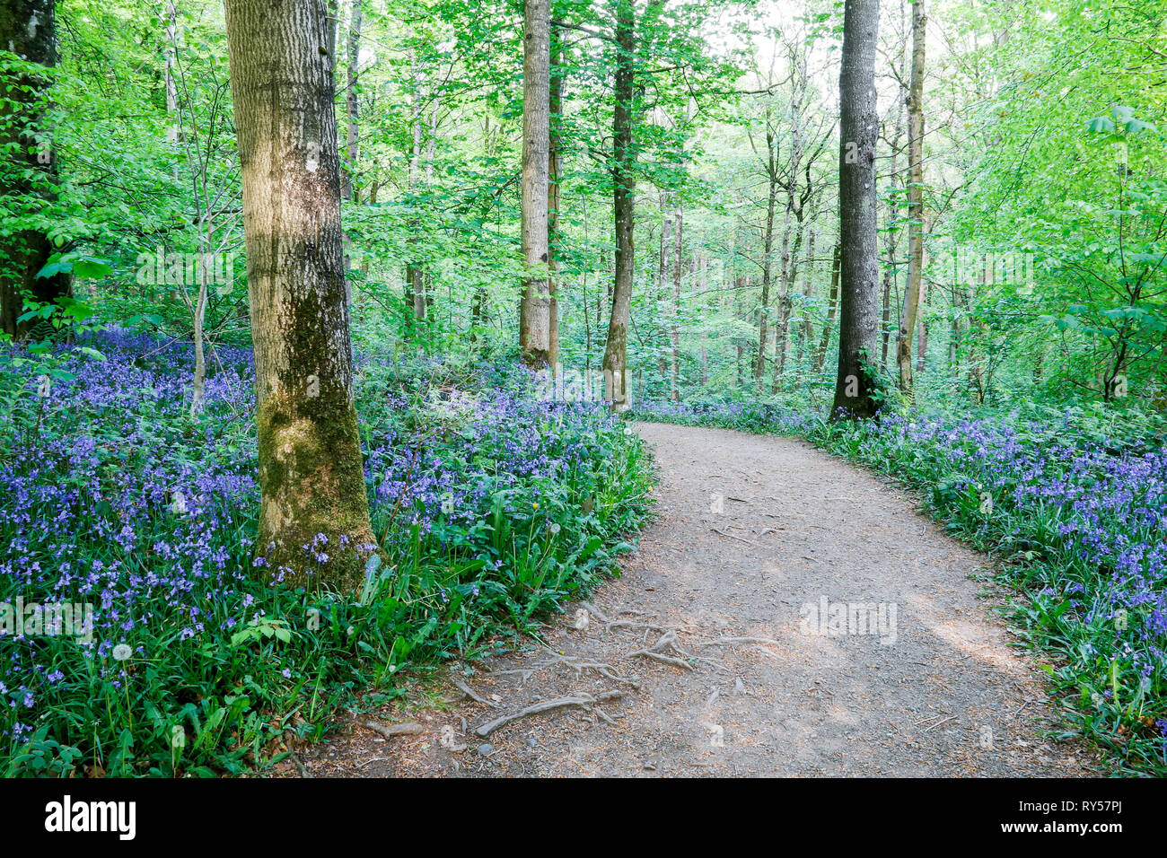 Path through bluebell wood at Portglenone, Northern Ireland Stock Photo