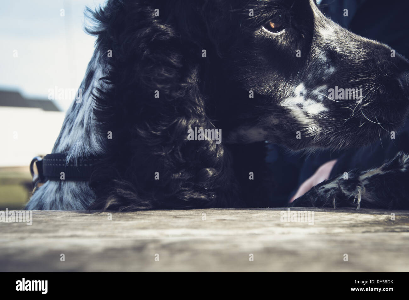 Show Cocker Spaniel Blue Roan Stock Photo