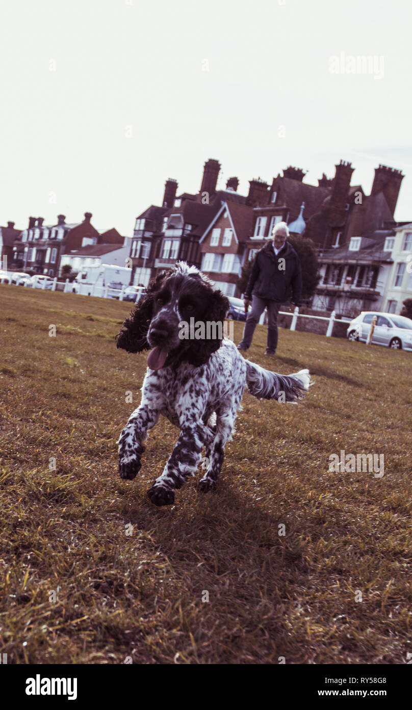 Show Cocker Spaniel Blue Roan Stock Photo