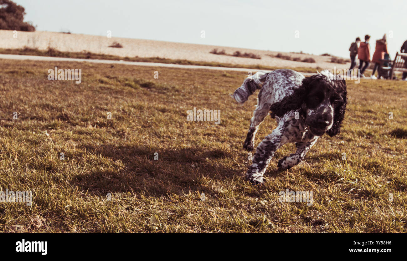 Show Cocker Spaniel Blue Roan Stock Photo