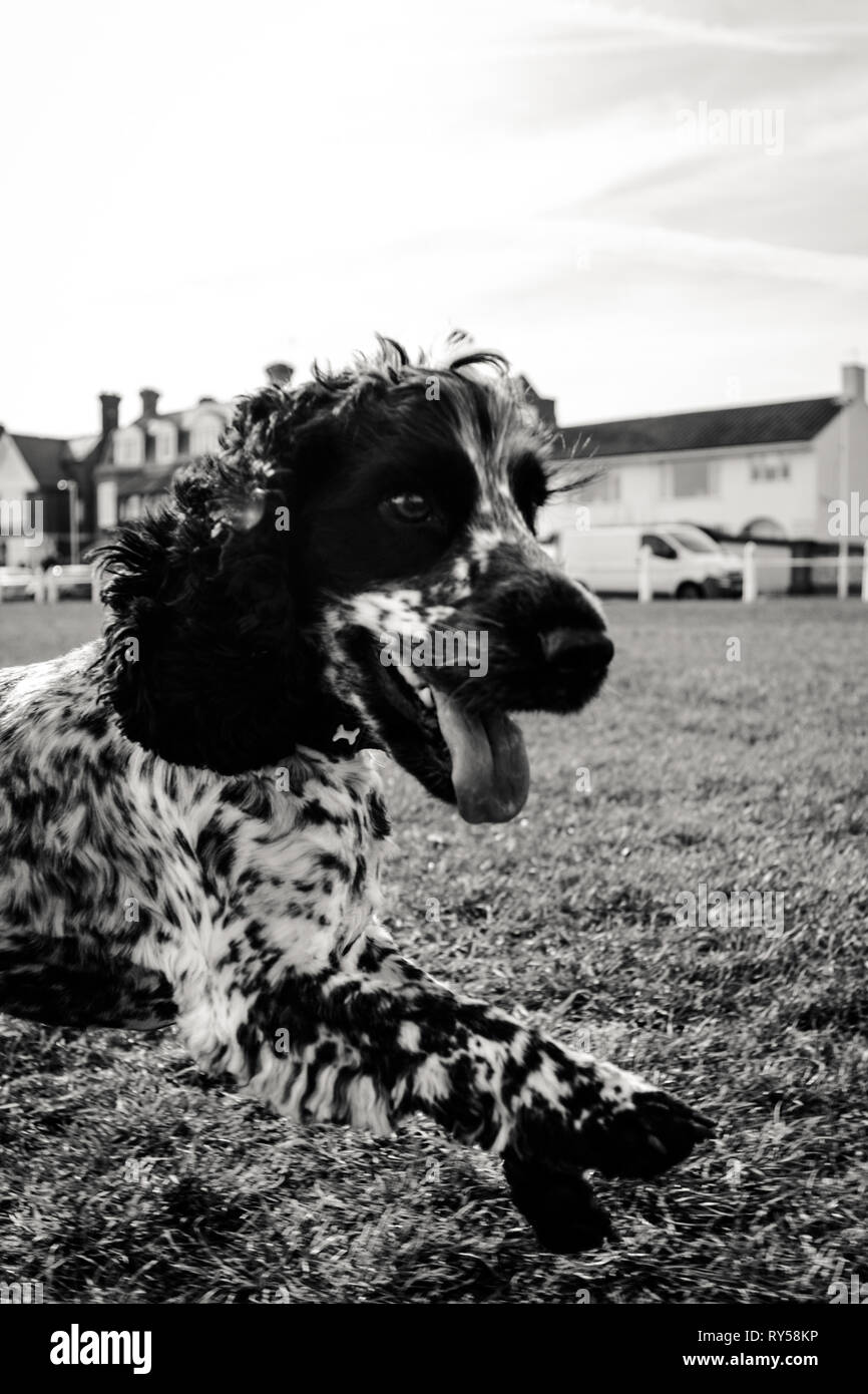 Show Cocker Spaniel Blue Roan Stock Photo