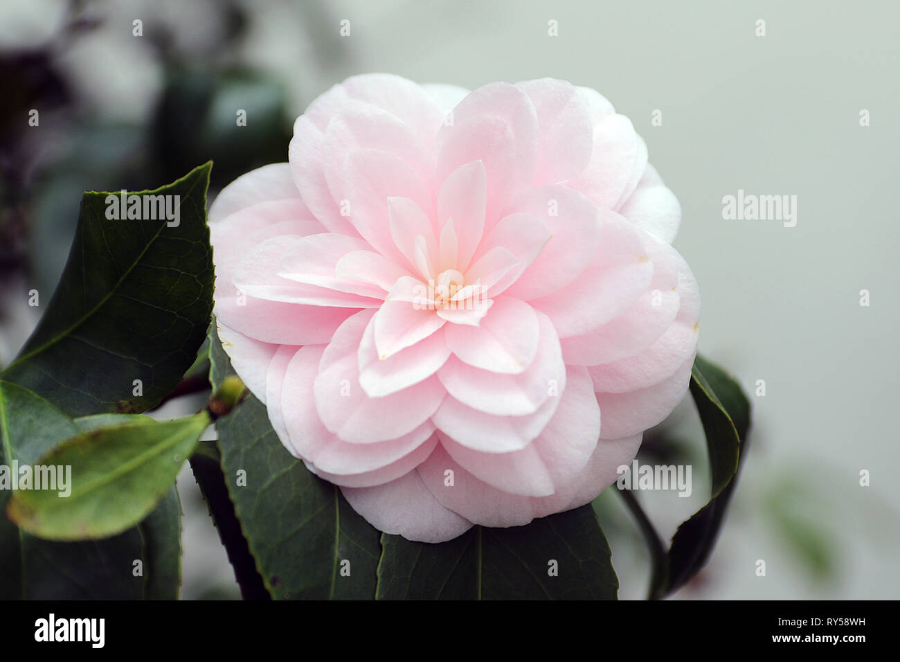 Camellia japonica white perfection hi-res stock photography and images -  Alamy