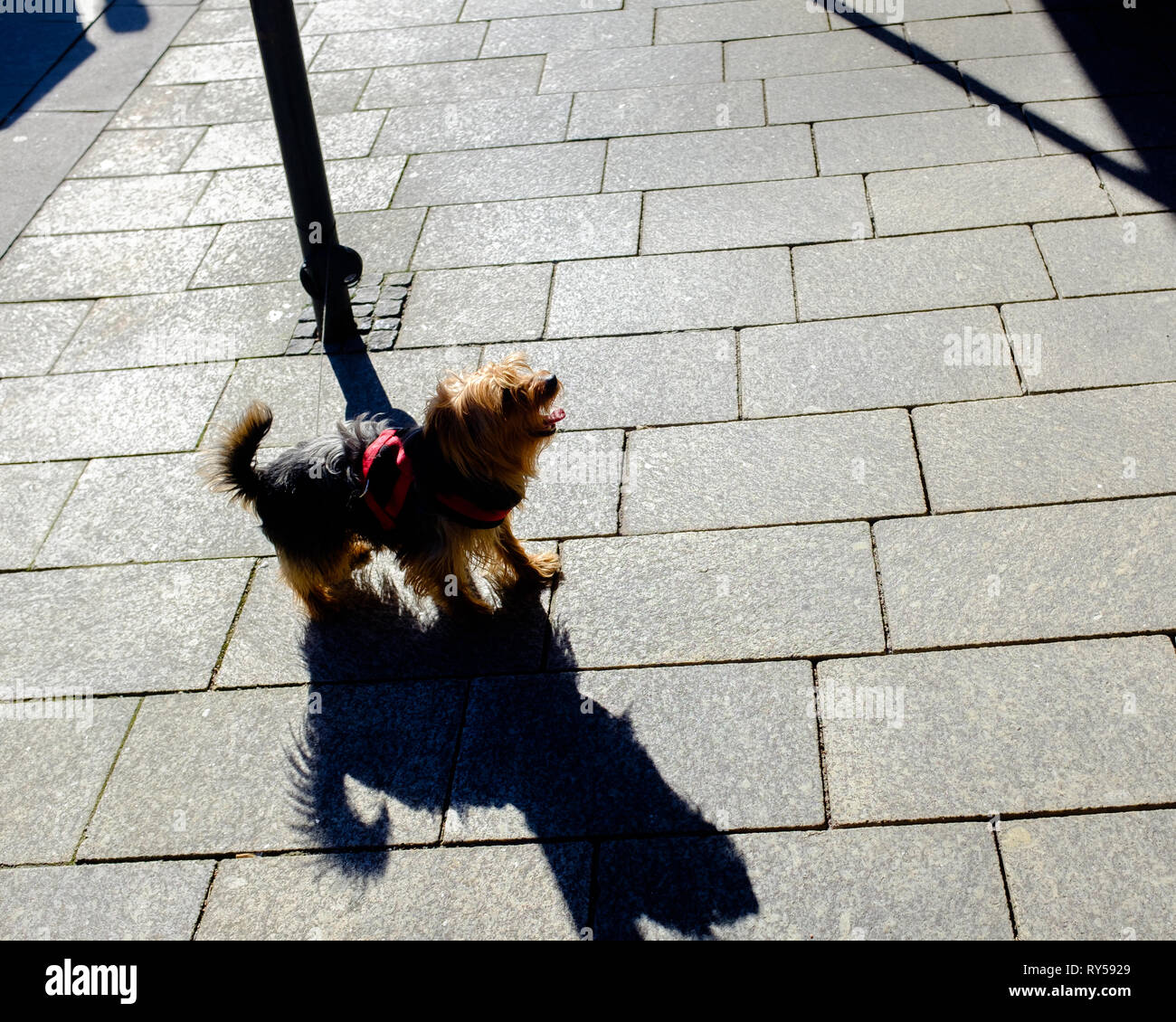 Dog tied up outside shop hires stock photography and images Alamy