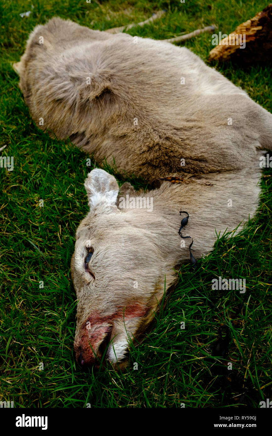 A freshly killed red deer carcass lies on loch linnhe shore front with a blooded nose injury, lochaber fort william Stock Photo