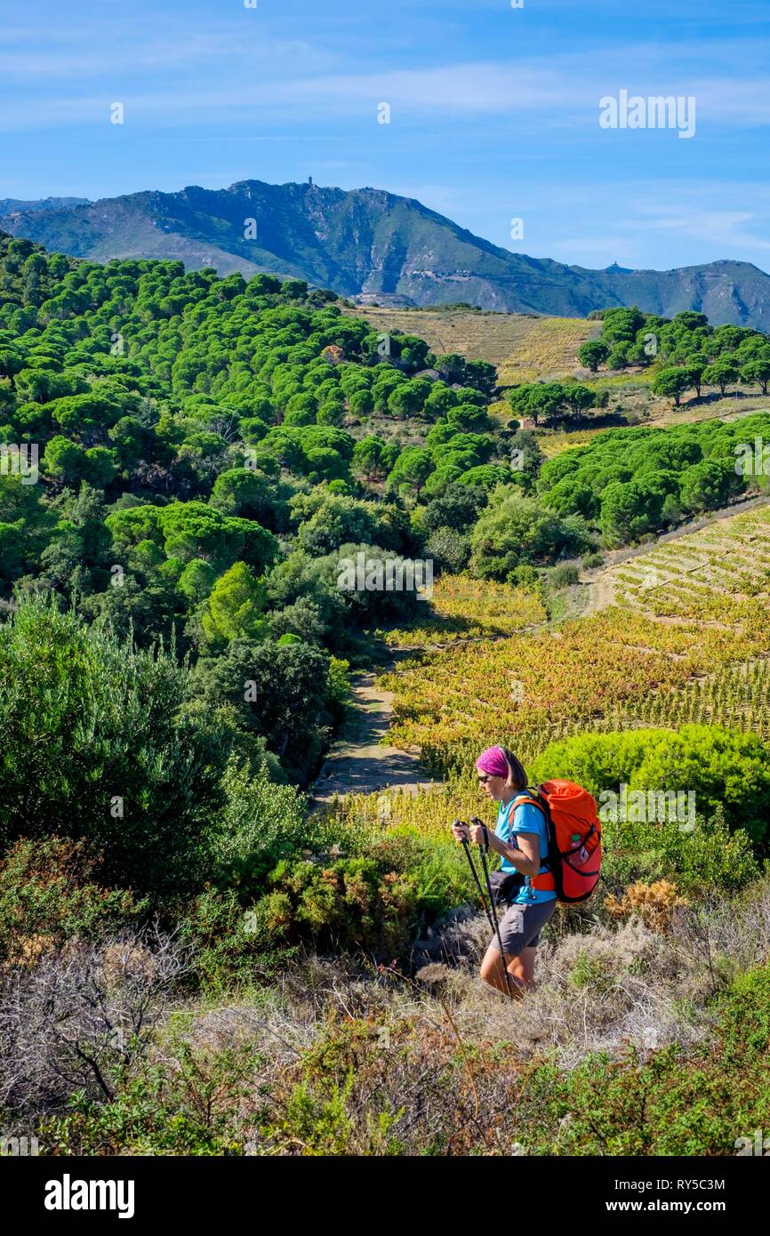 France, Pyrenees Orientales, Cote Vermeille, hiking from Port-Vendres to Banyuls on the coastal path, Alberes massif in the background Stock Photo