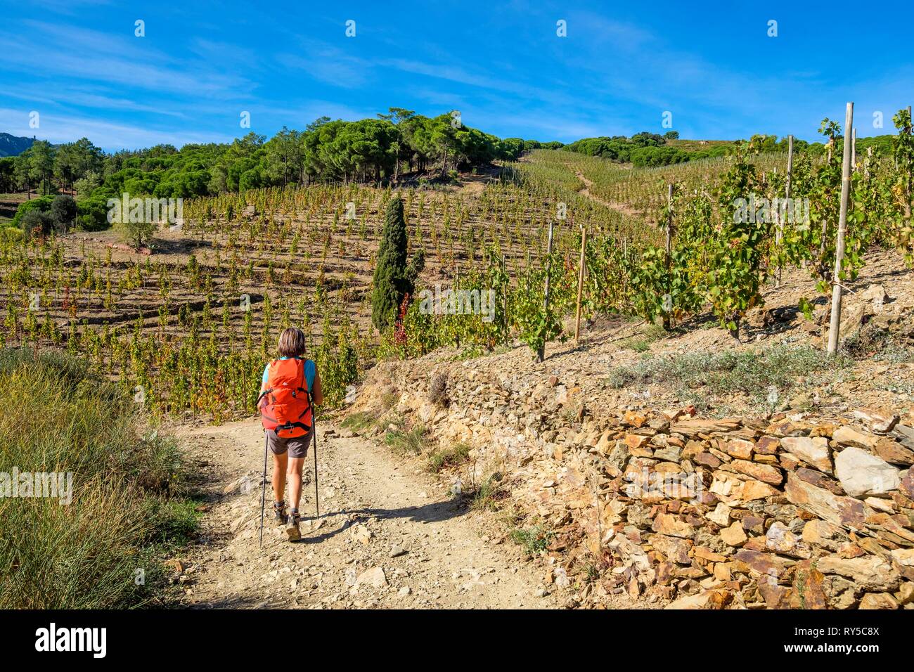 France, Pyrenees Orientales, Cote Vermeille, hiking from Port-Vendres to Banyuls on the coastal path, Banyuls vineyard Stock Photo
