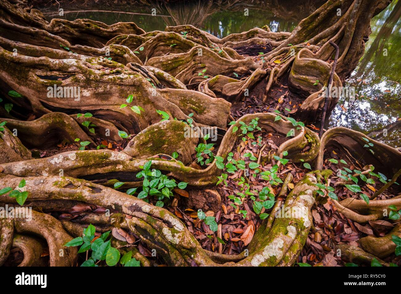 Page 2 Dragon Root High Resolution Stock Photography And Images Alamy