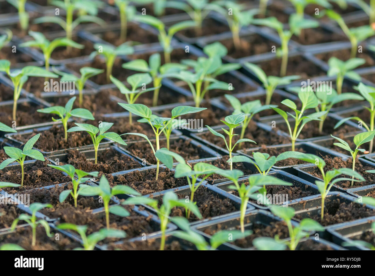 Pepper Seedlings, young foliage of pepper, Spring seedlings. Sprouts