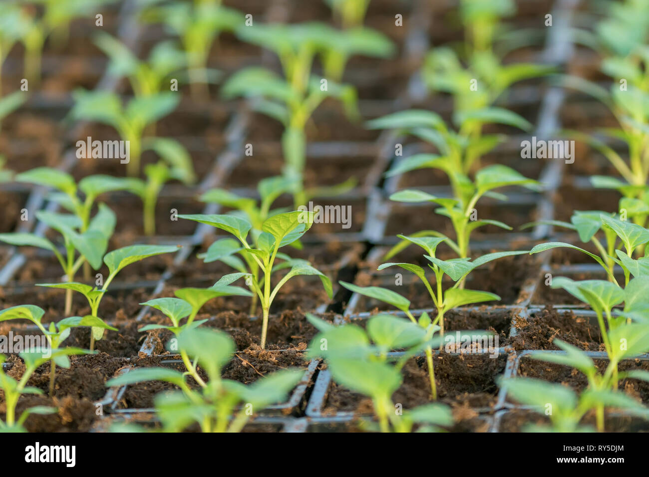 Spring Seedlings Pepper Seedlings, young foliage of pepper, Spring seedlings. Sprouts ...