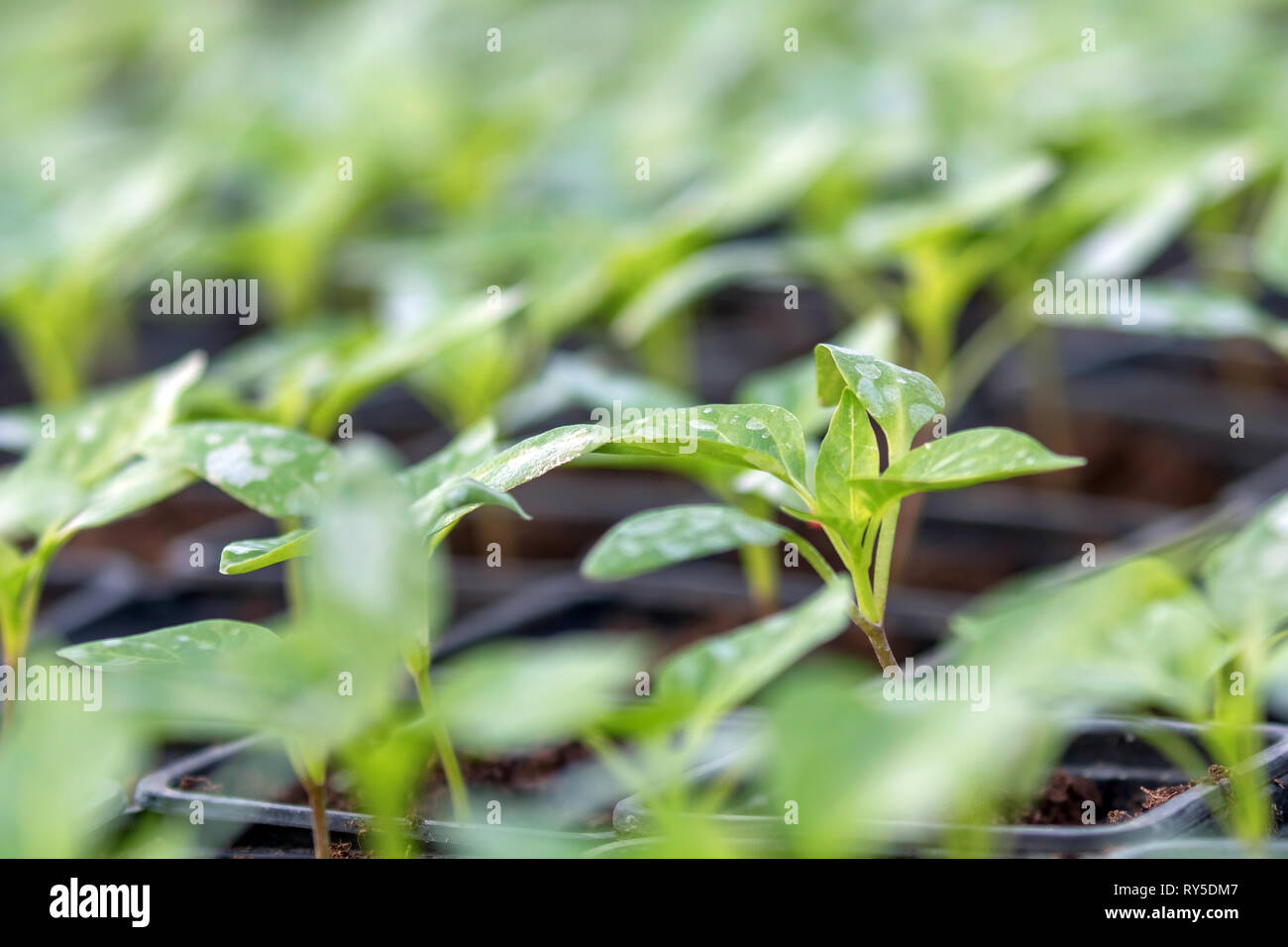 Pepper Seedlings, young foliage of pepper, Spring seedlings. Sprouts