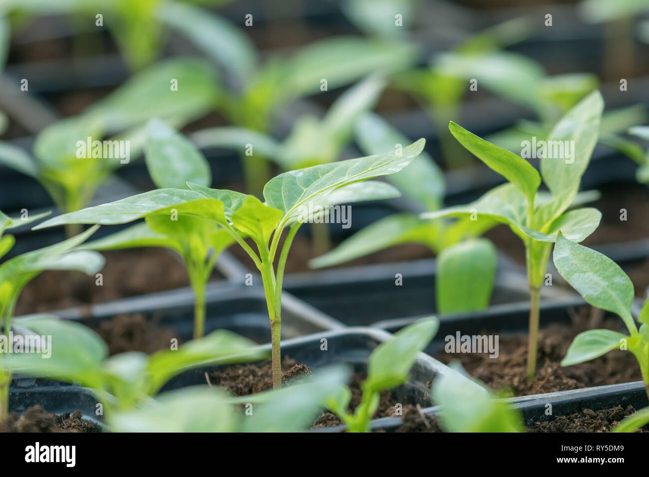 Pepper Seedlings, young foliage of pepper, Spring seedlings. Sprouts