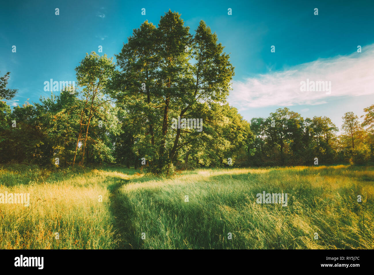 Summer Sunny Forest Trees And Green Grass. Nature Wood Sunlight ...