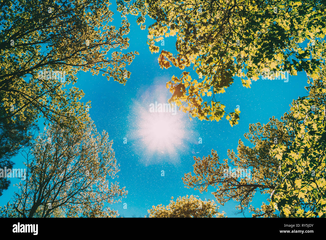 Sunny Canopy Of Tall Trees. Sunlight In Deciduous Forest, Summer Nature. Upper Branches Of Tree. Low Angle View.  Stock Photo