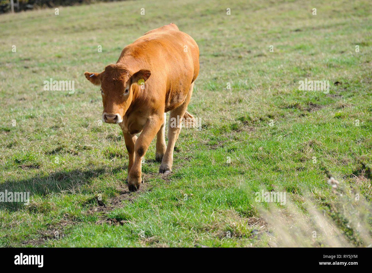 Jersey calf walking across a field Stock Photo